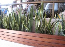 Kwikfynd Indoor Planting
tweedheadsnsw