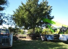 Kwikfynd Tree Management Services
tweedheadsnsw