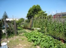 Kwikfynd Vegetable Gardens
tweedheadsnsw